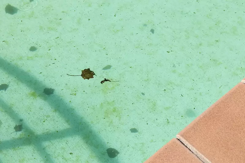 Why Is My Pool Water Green? [And How To Fix It Fast] 3